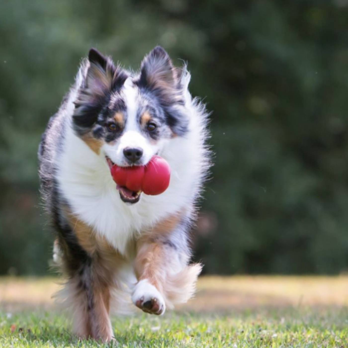 Kong Classic Gioco per Cani Large - cane