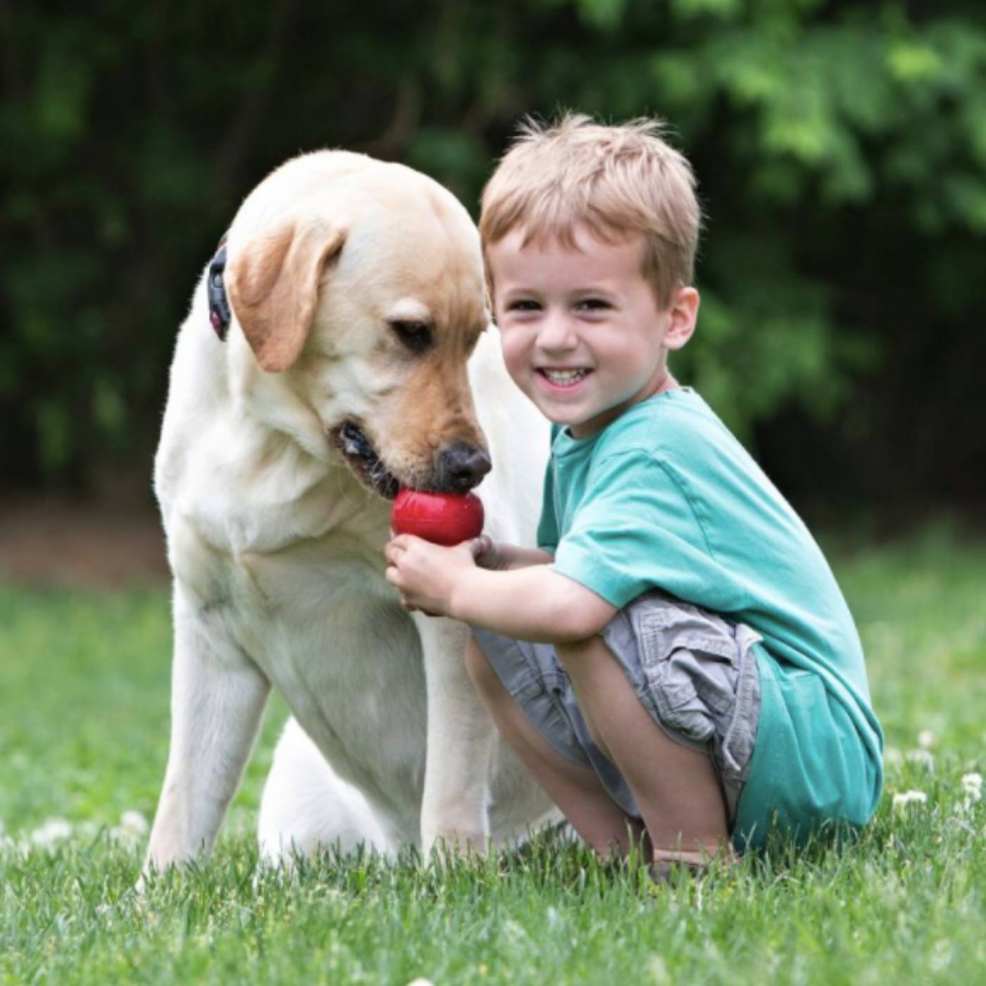 Kong Classic Gioco per Cani Large - cane 2