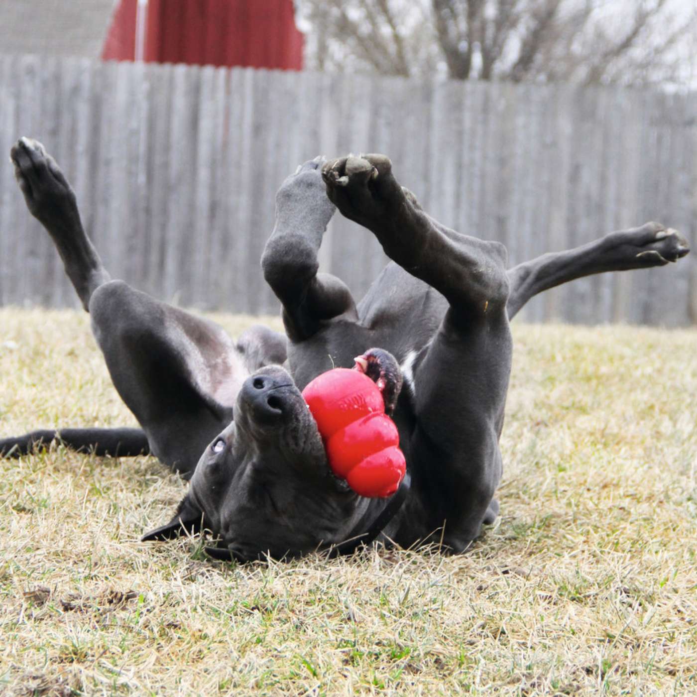 Kong Classic Gioco per Cani - immagine 7