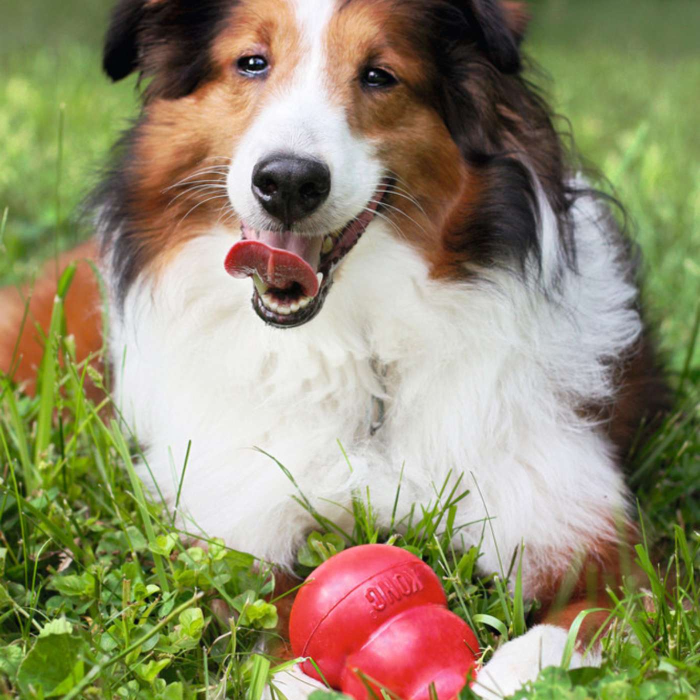Kong Classic Gioco per Cani - immagine 9