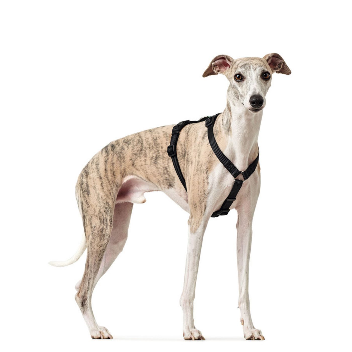 Hunter Pettorina Vario Rapid Antipanico in Nylon per Cani Nero - Vestibilità