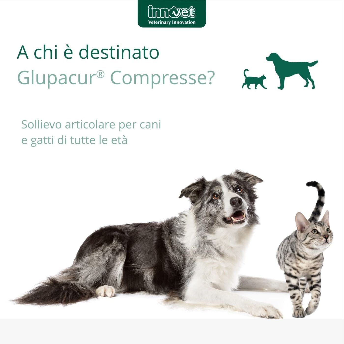 Innovet Glupacur® Compresse per Cani e Gatti