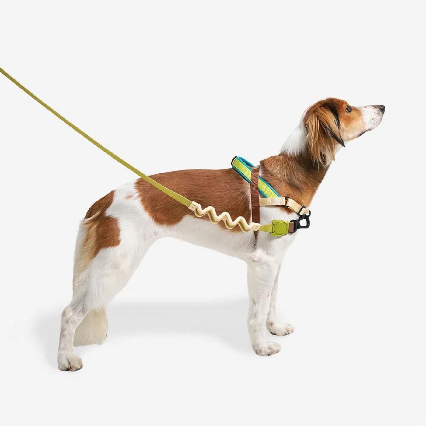 Zee.Dog Pettorina Norvegese Softer-Walk Avocado per Cani - Attacco guinzaglio sul davanti