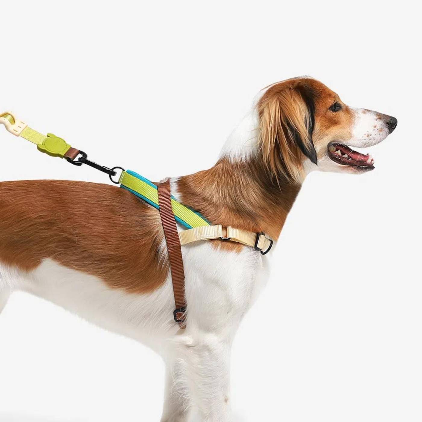 Zee.Dog Pettorina Norvegese Softer-Walk Avocado per Cani - Attacco guinzaglio sul retro