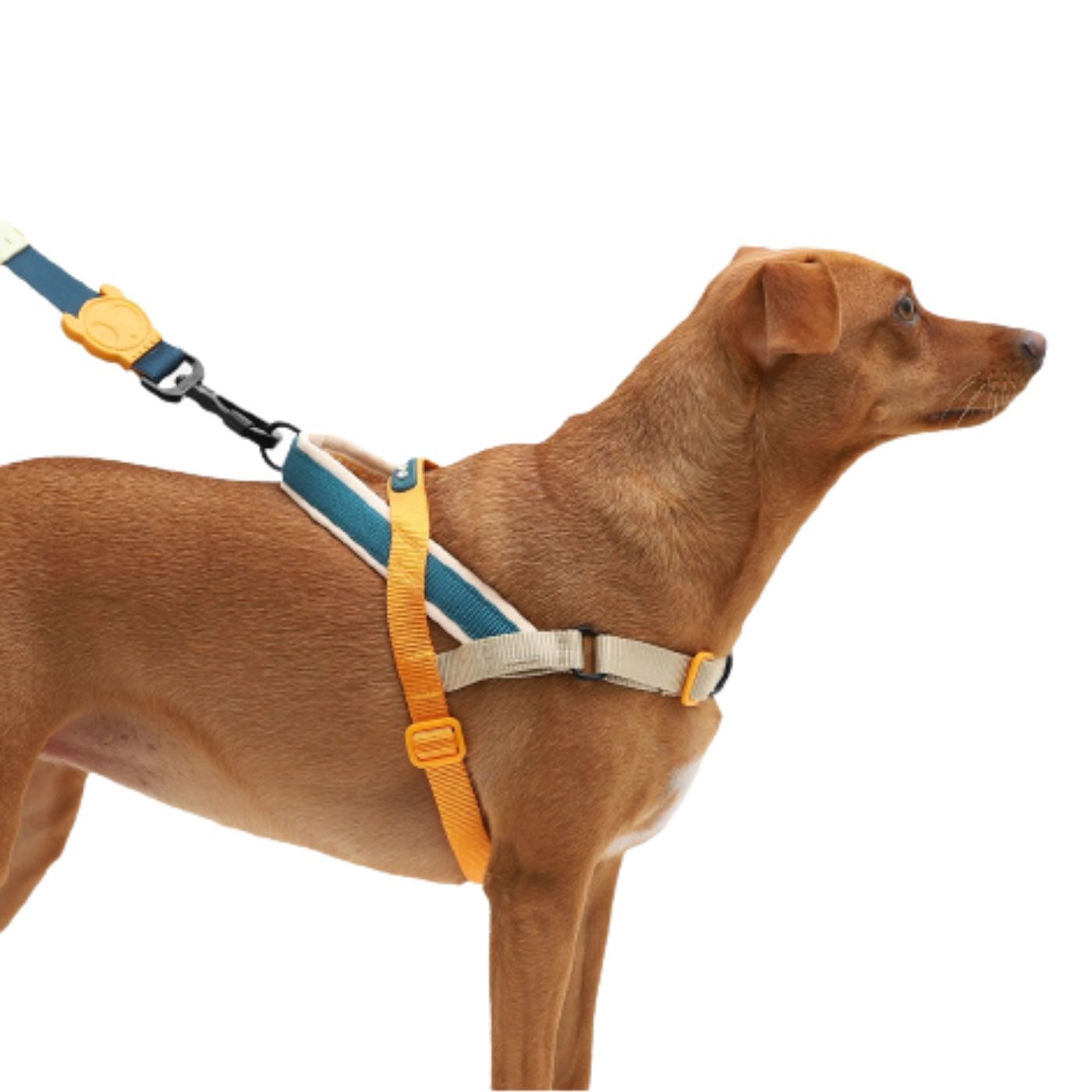Zee.Dog Pettorina Norvegese Softer-Walk Voyage per Cani - Indossata