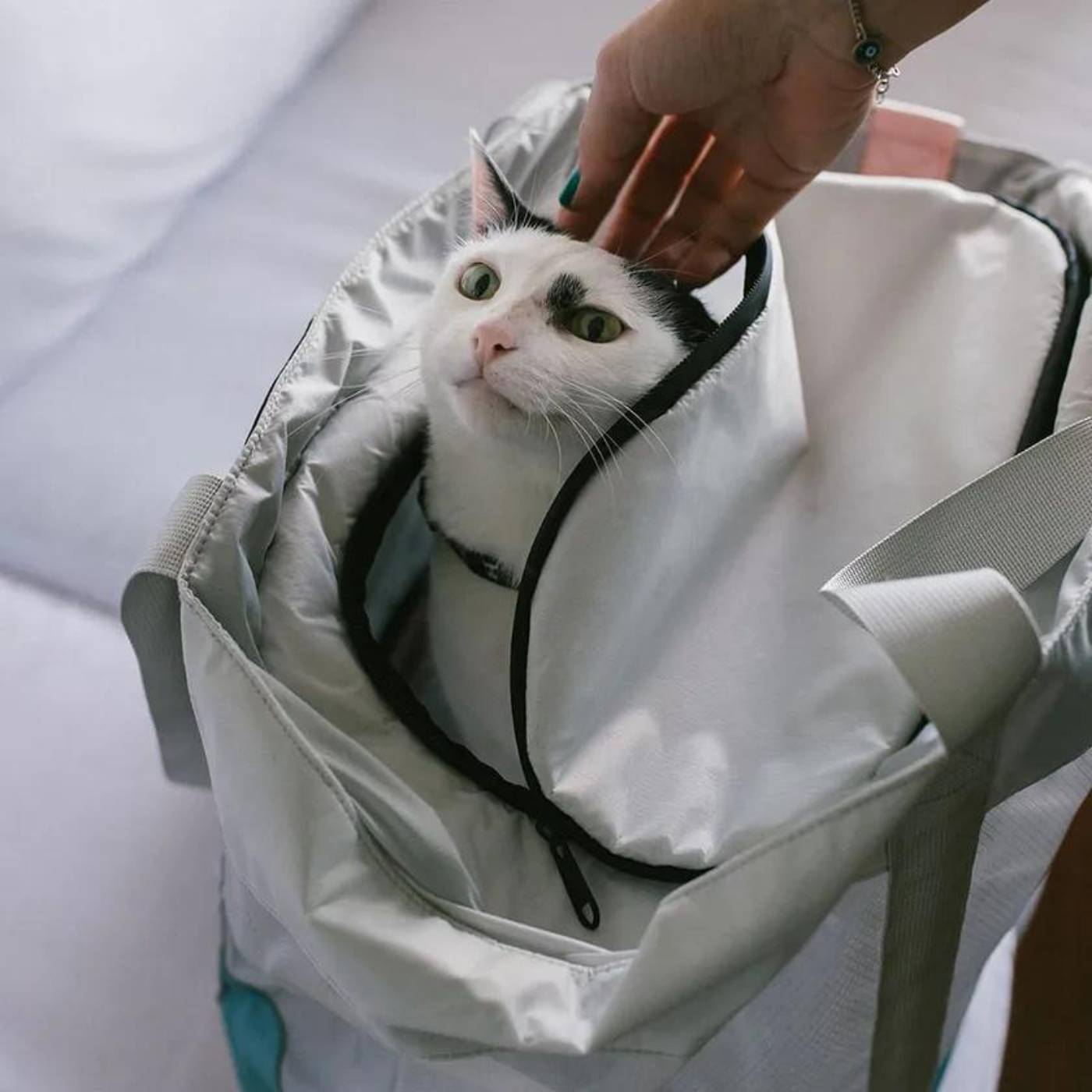 Zee.Cat Trasportino Kombucha per Gatti - Comodo e leggero.
