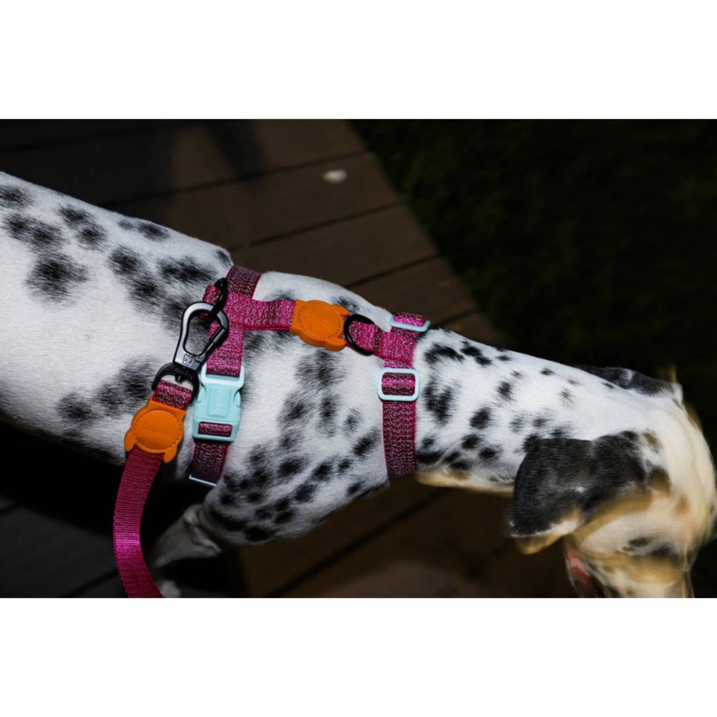 Zee.Dog Pettorina ad H per Cani Nox Sidus per Cani