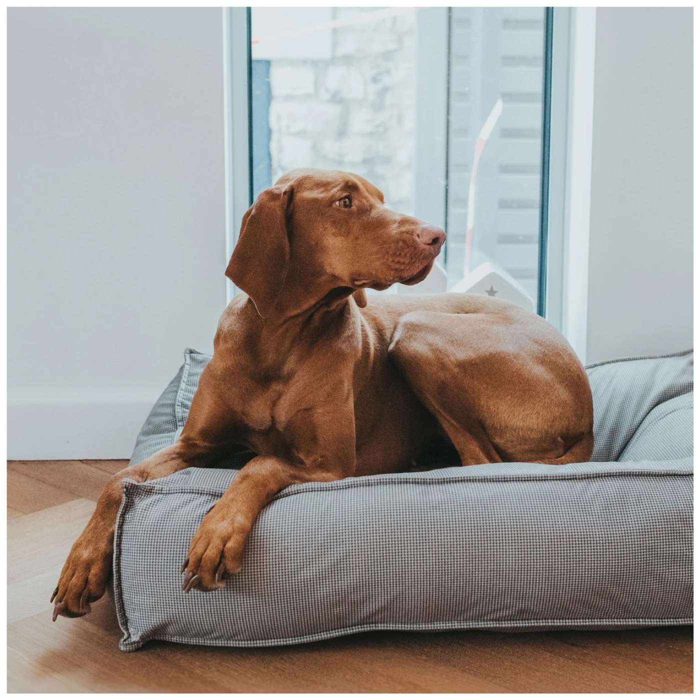 Hunter Cuscino Cuccia Letto per Cani Lancaster Grigio 80 x 60 cm