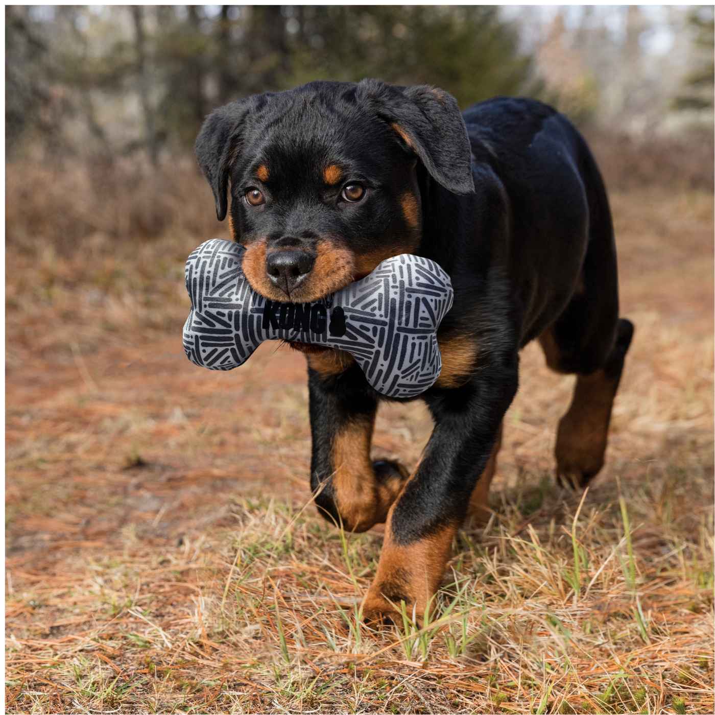 Kong Maxx Bone per Cani S - M