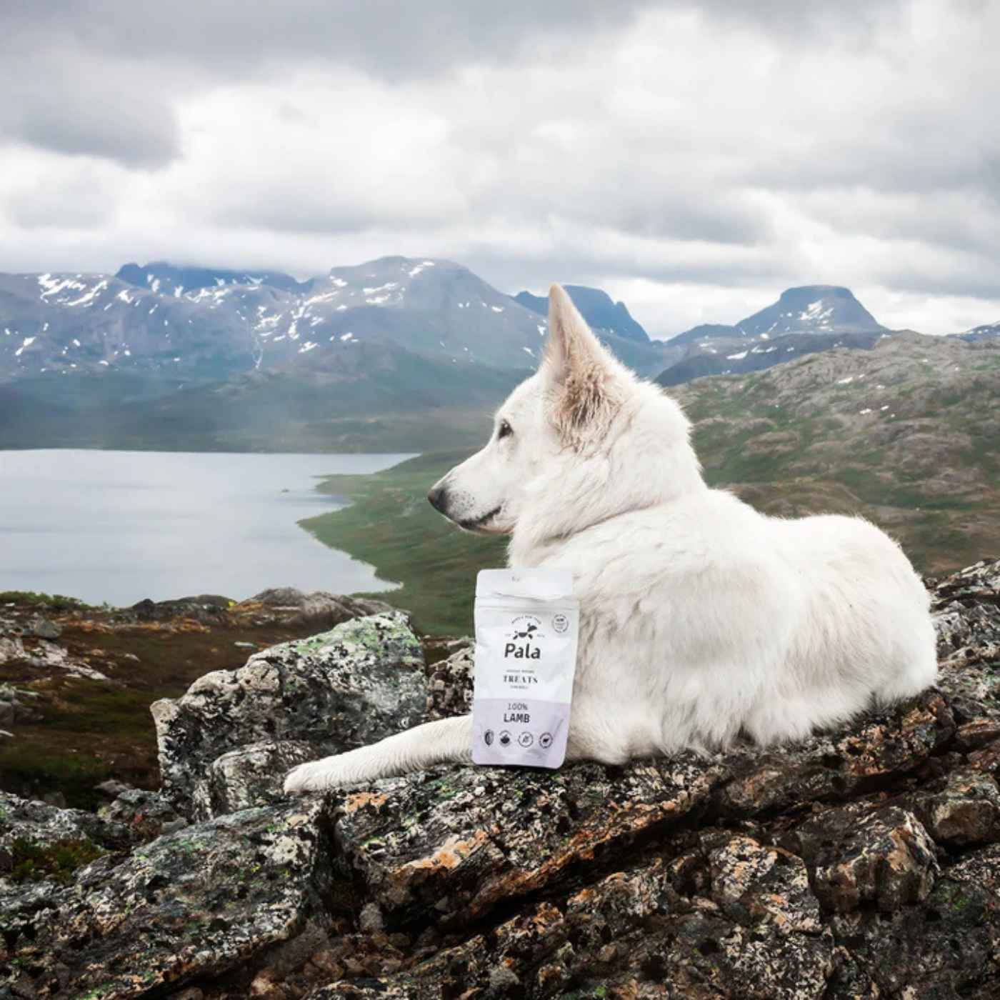 Pala Snack per Cani 100% Agnello Monoproteici 100 g