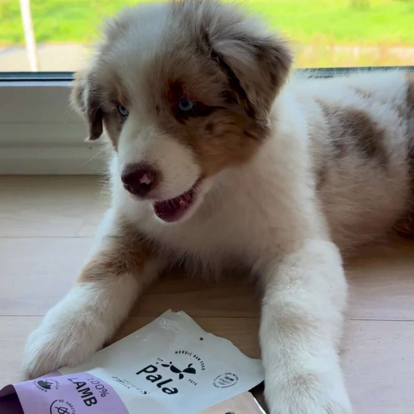 Pala Snack per Cani 100% Agnello Monoproteici 100 g