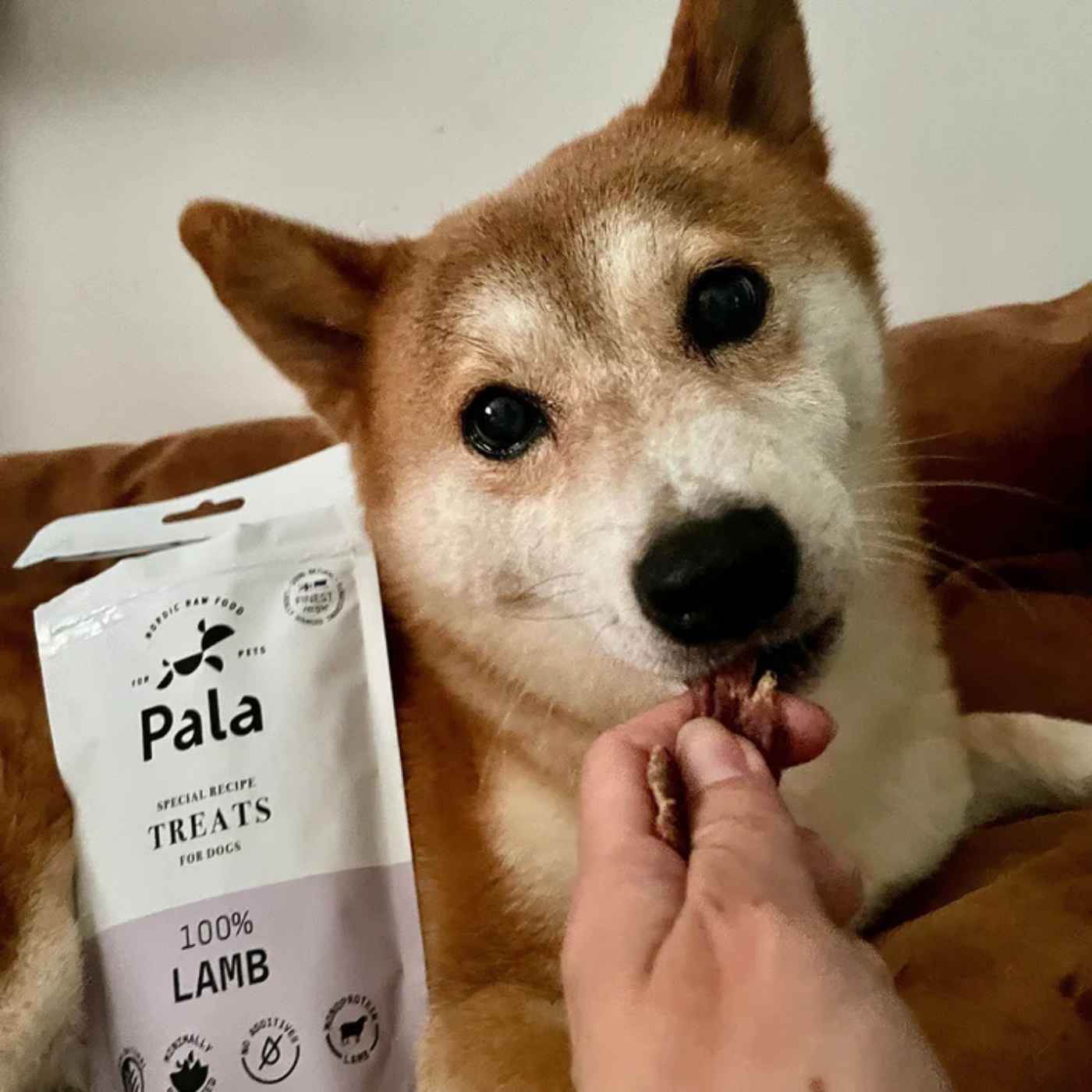 Pala Snack per Cani 100% Agnello Monoproteici 100 g