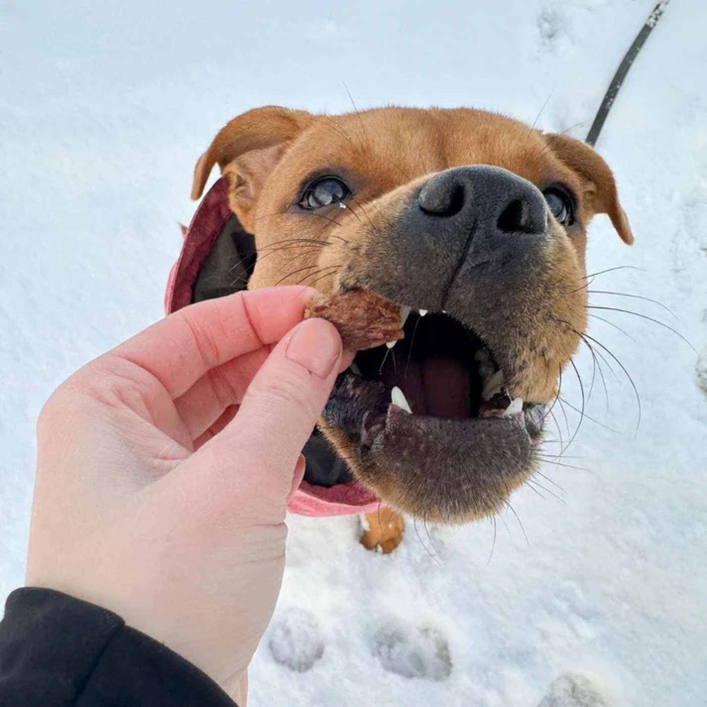 Pala Snack per Cani 100% Coniglio Monoproteici 100 g