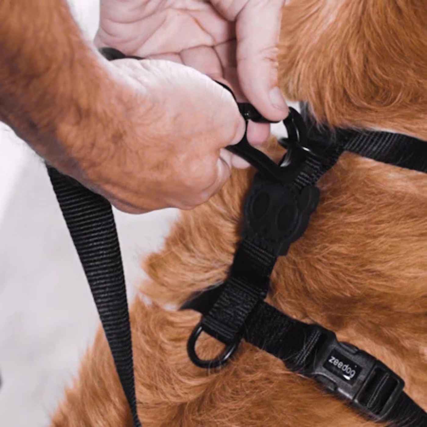 Zee.Dog Pettorina ad H per Cani Bounce H3D