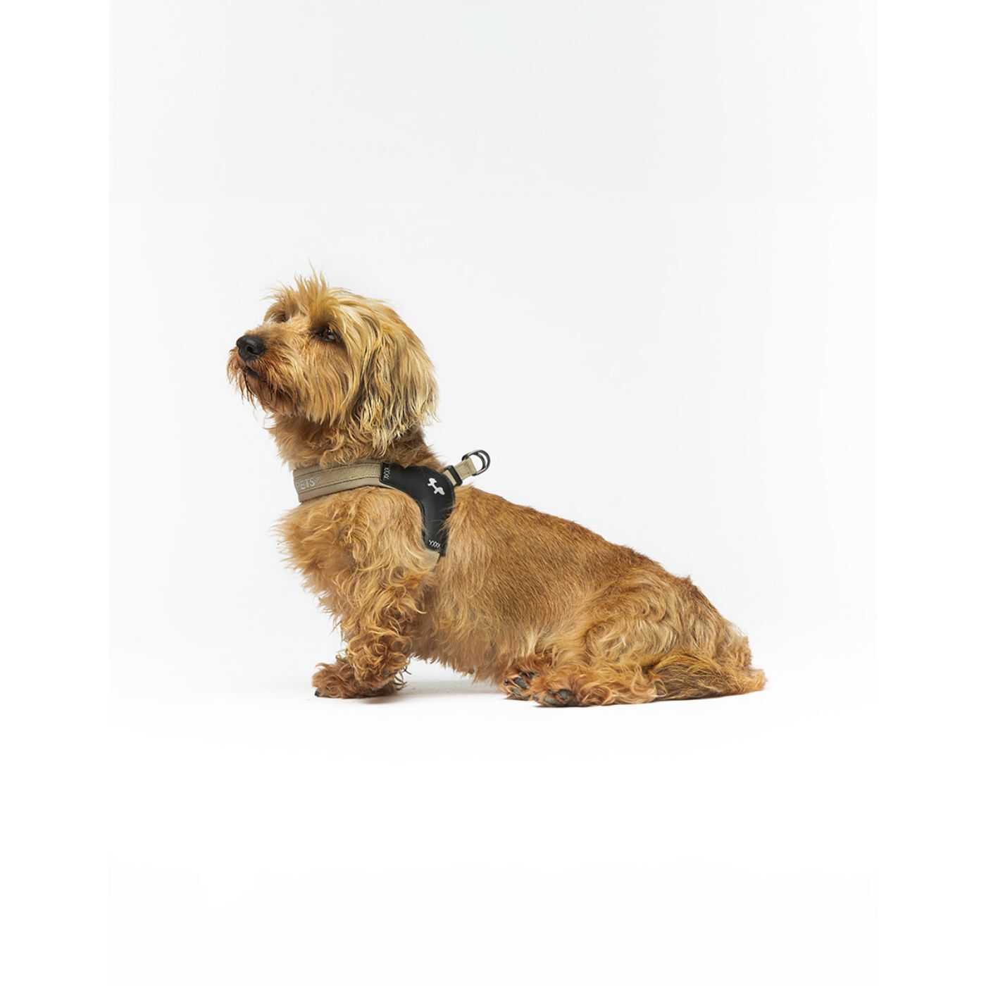 United Pets® Pettorina per Cani Aggancio Rapido Linea CityLife Beige