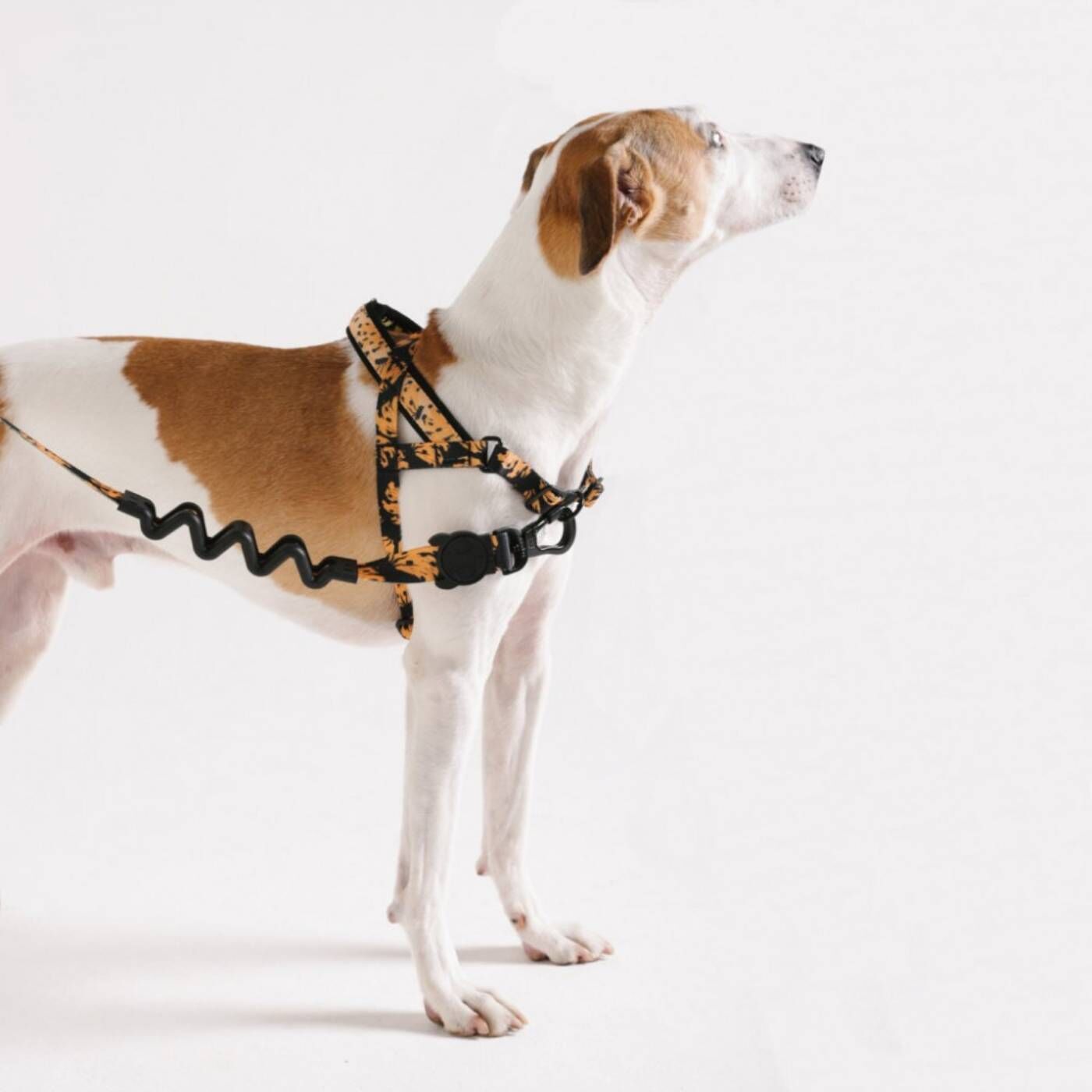 Zee.Dog Pettorina Norvegese Softer-Walk per Cani Farm Rio Bossa Banana