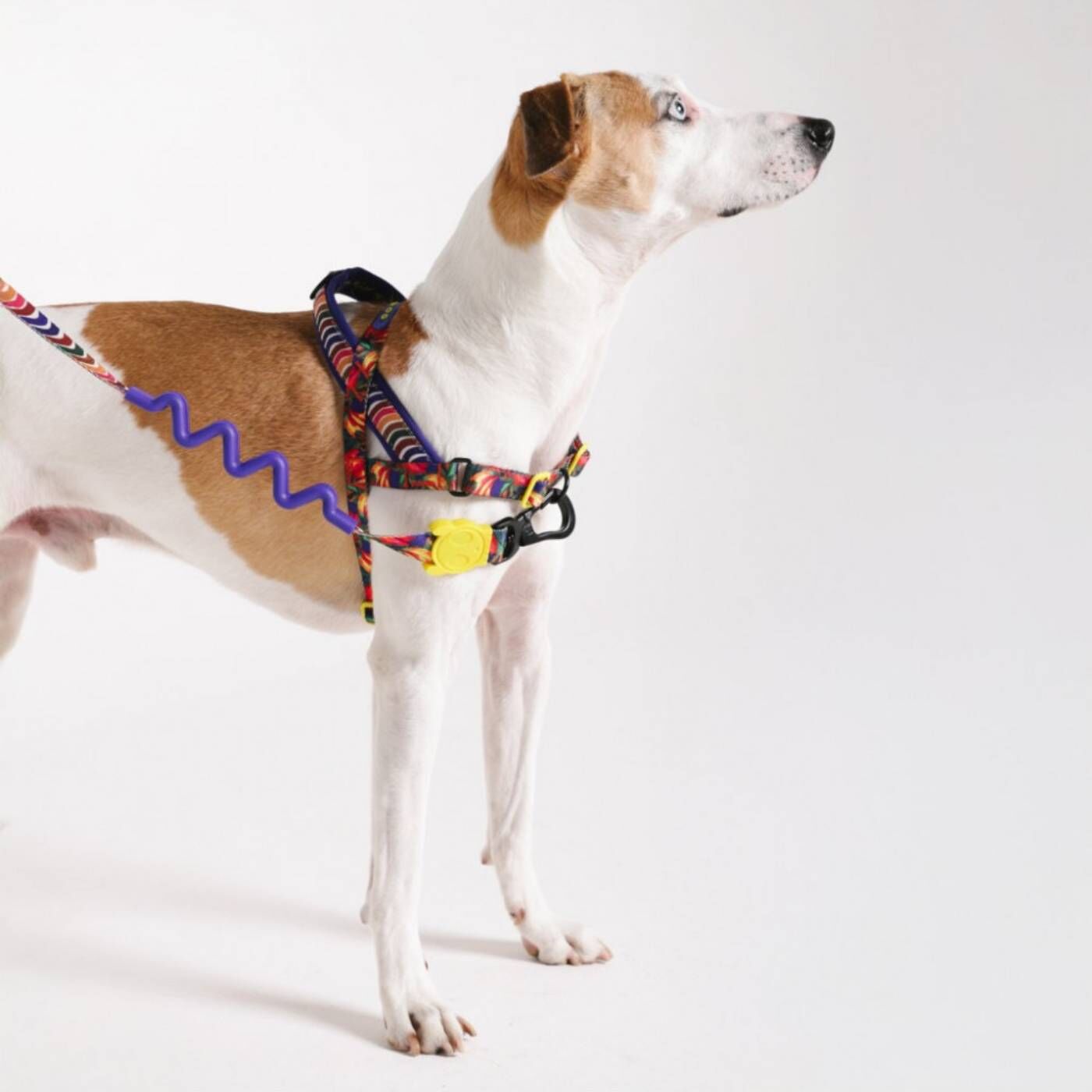 Zee.Dog Pettorina Norvegese Softer-Walk per Cani Farm Rio Samba