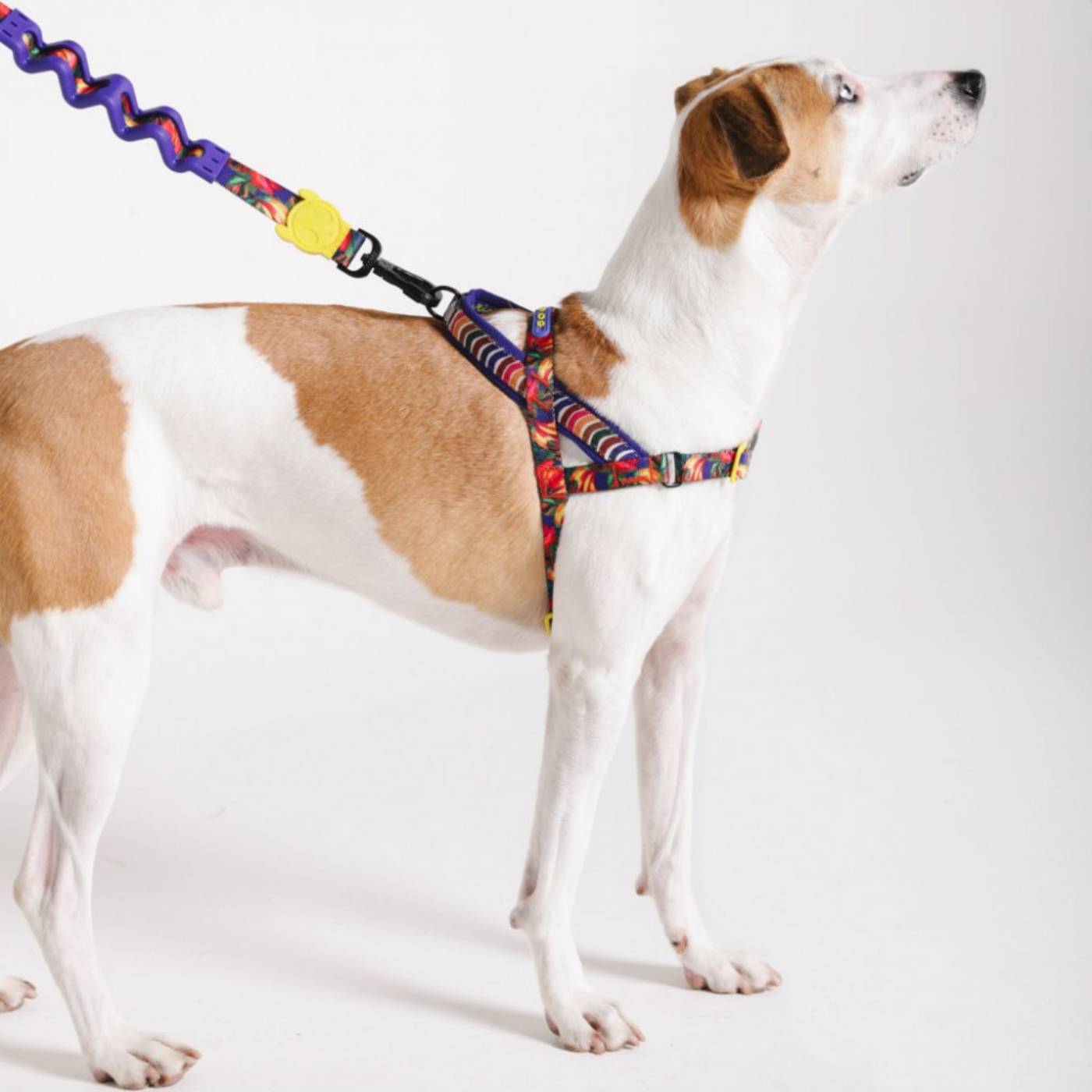 Zee.Dog Pettorina Norvegese Softer-Walk per Cani Farm Rio Samba