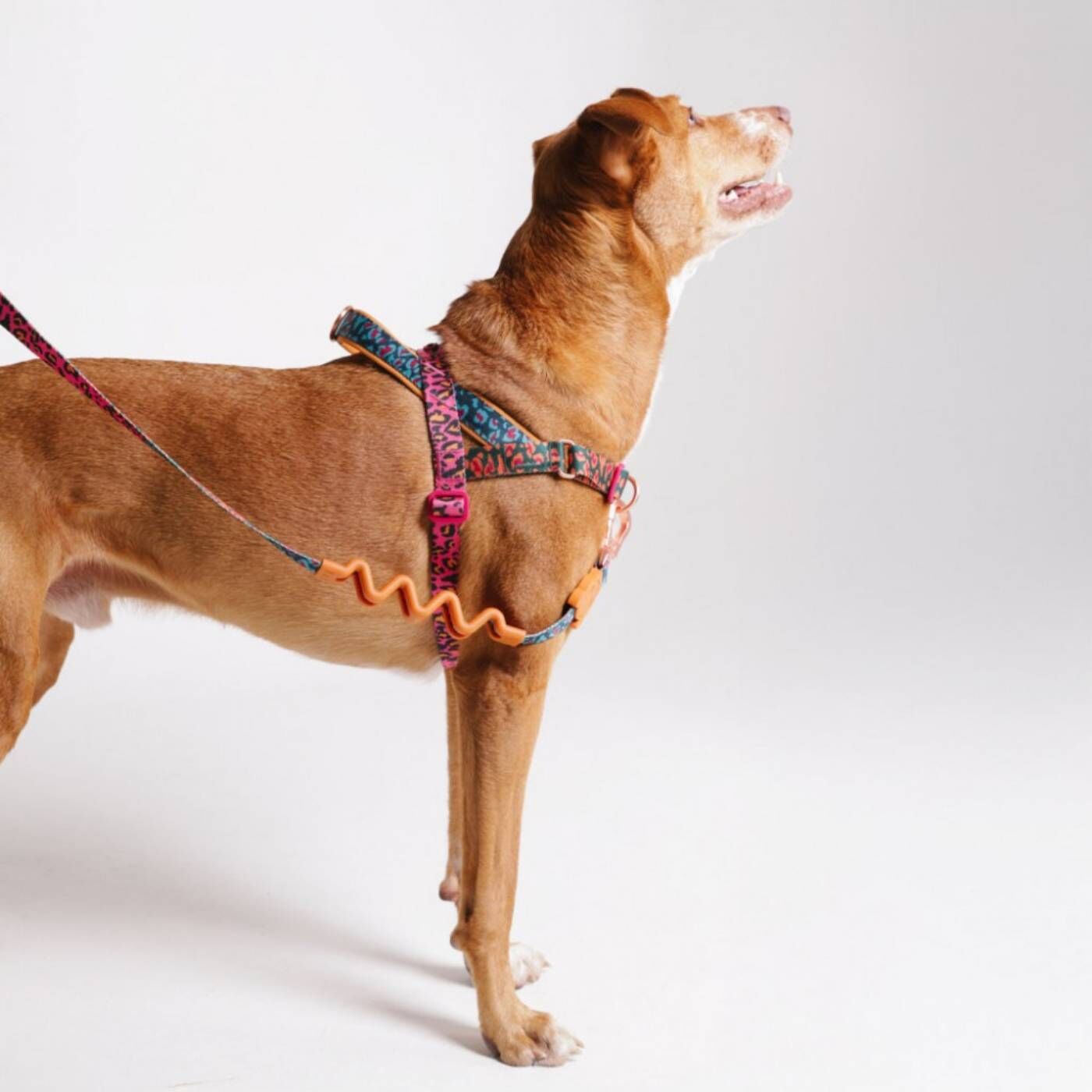 Zee.Dog Pettorina Norvegese Softer-Walk per Cani Farm Rio Selva