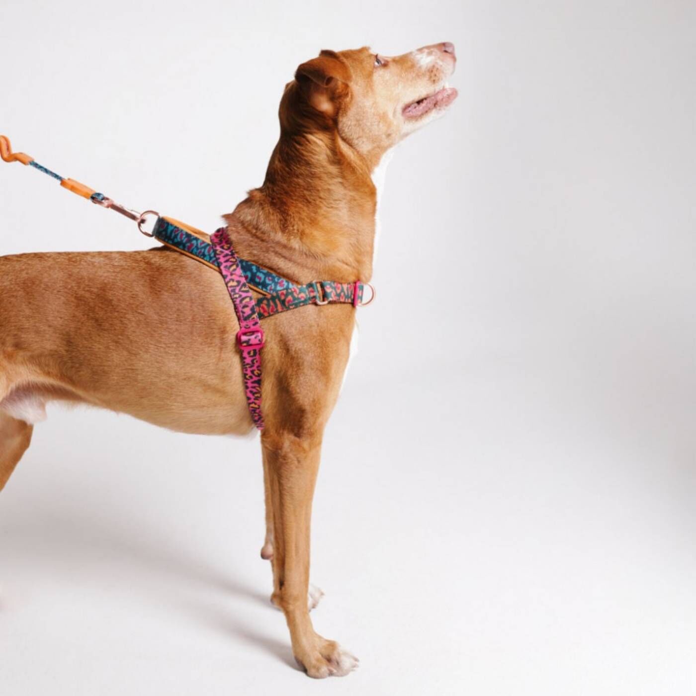 Zee.Dog Pettorina Norvegese Softer-Walk per Cani Farm Rio Selva