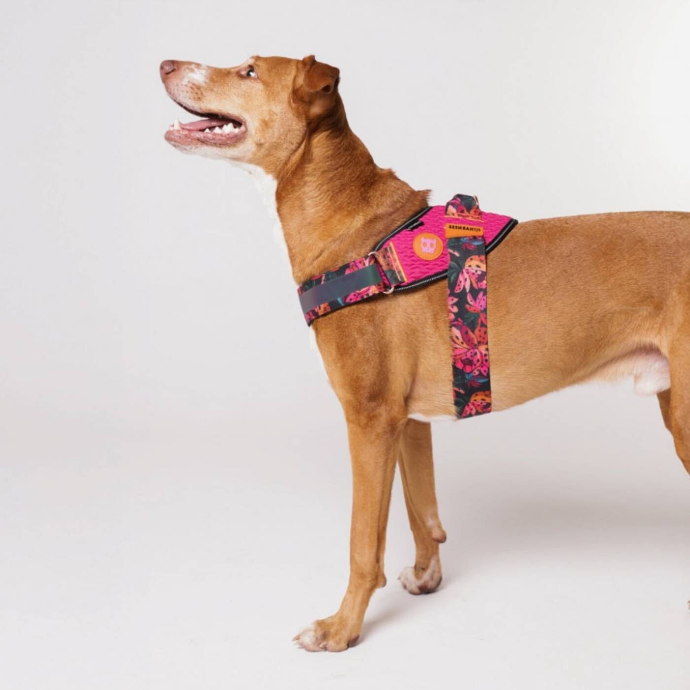 Zee.Dog Pettorina Per Cani con Maniglia Flyharness Farm Rio Selva