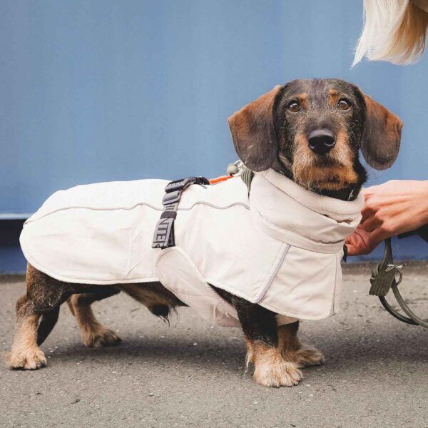 Hunter Cappotto per Bassotti Nordby Beige