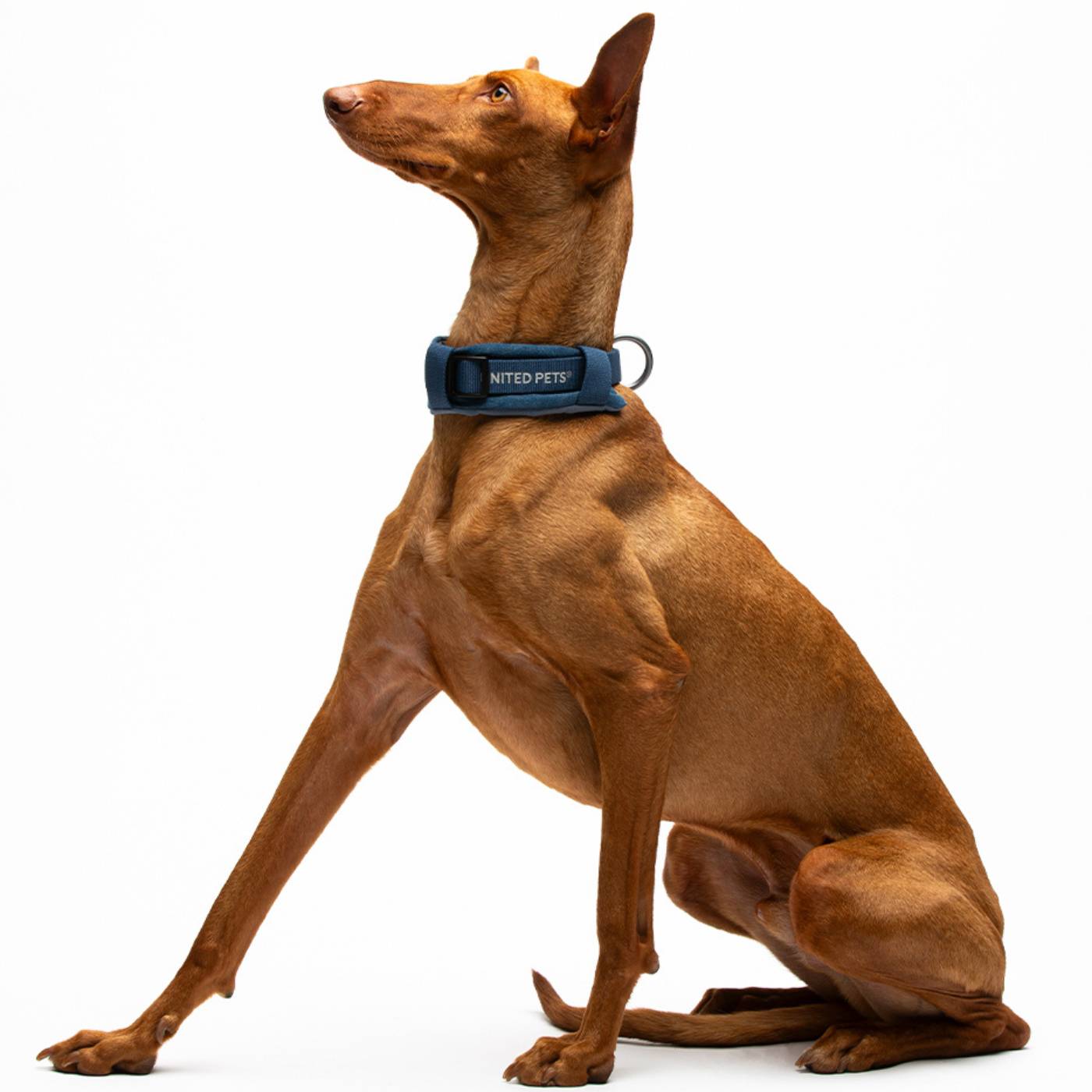 United Pets Collare per Cani con Sottocollo Imbottito Linea CityLife Blue Jeans