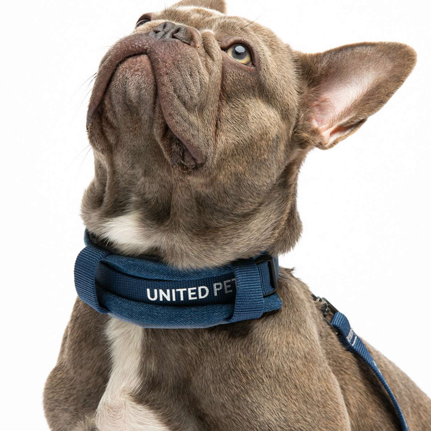 United Pets Collare per Cani con Sottocollo Imbottito Linea CityLife Blue Jeans