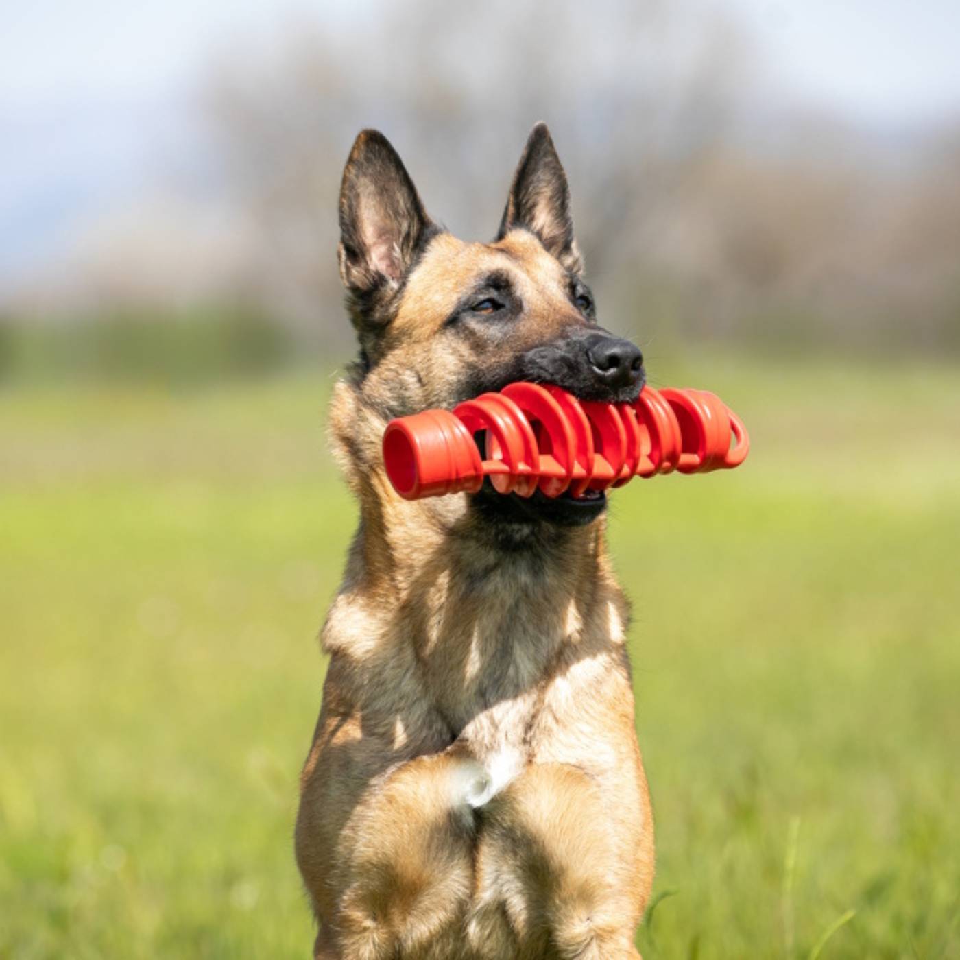 Bama Pet Tira & Molla Gioco per Cani