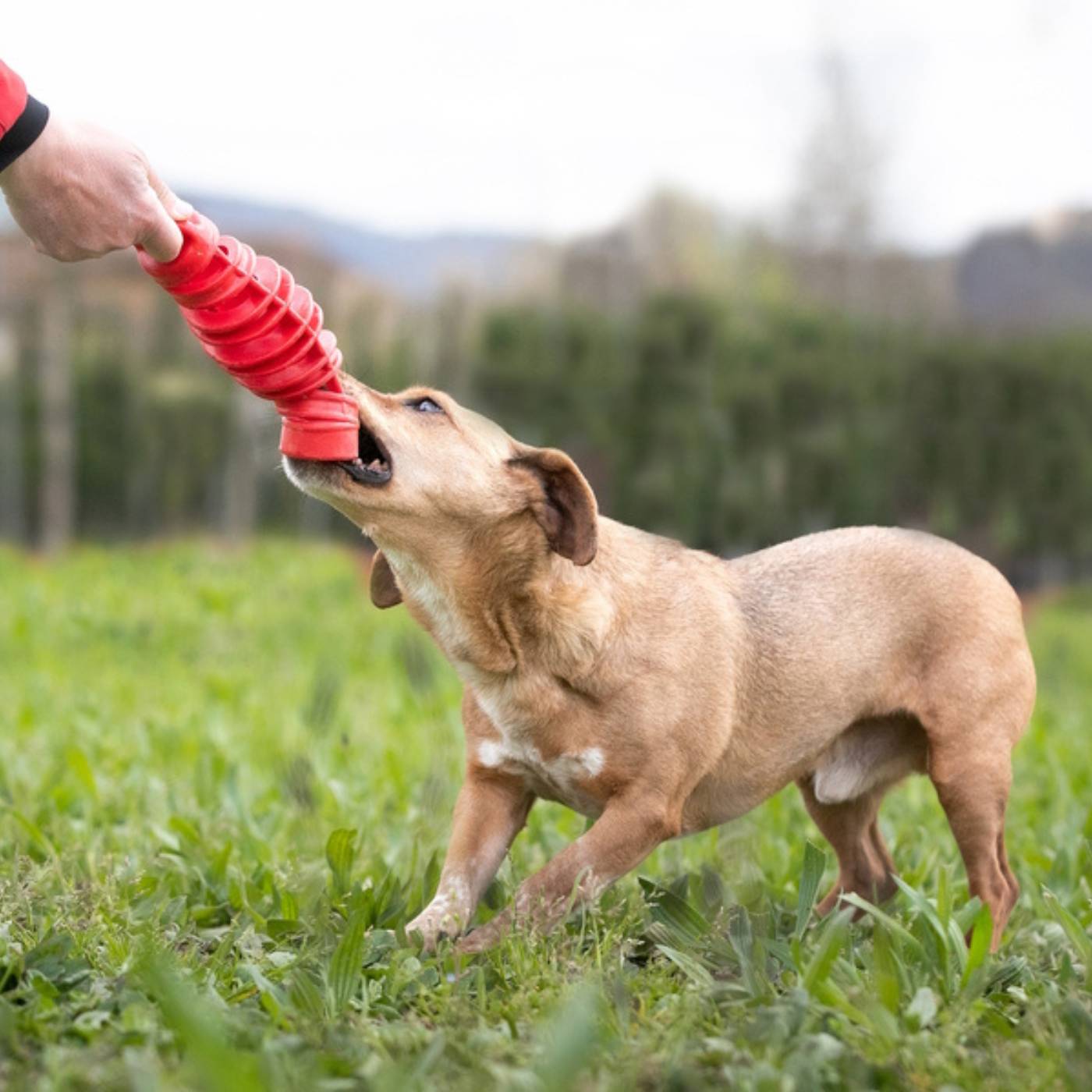 Bama Pet Tira & Molla Gioco per Cani