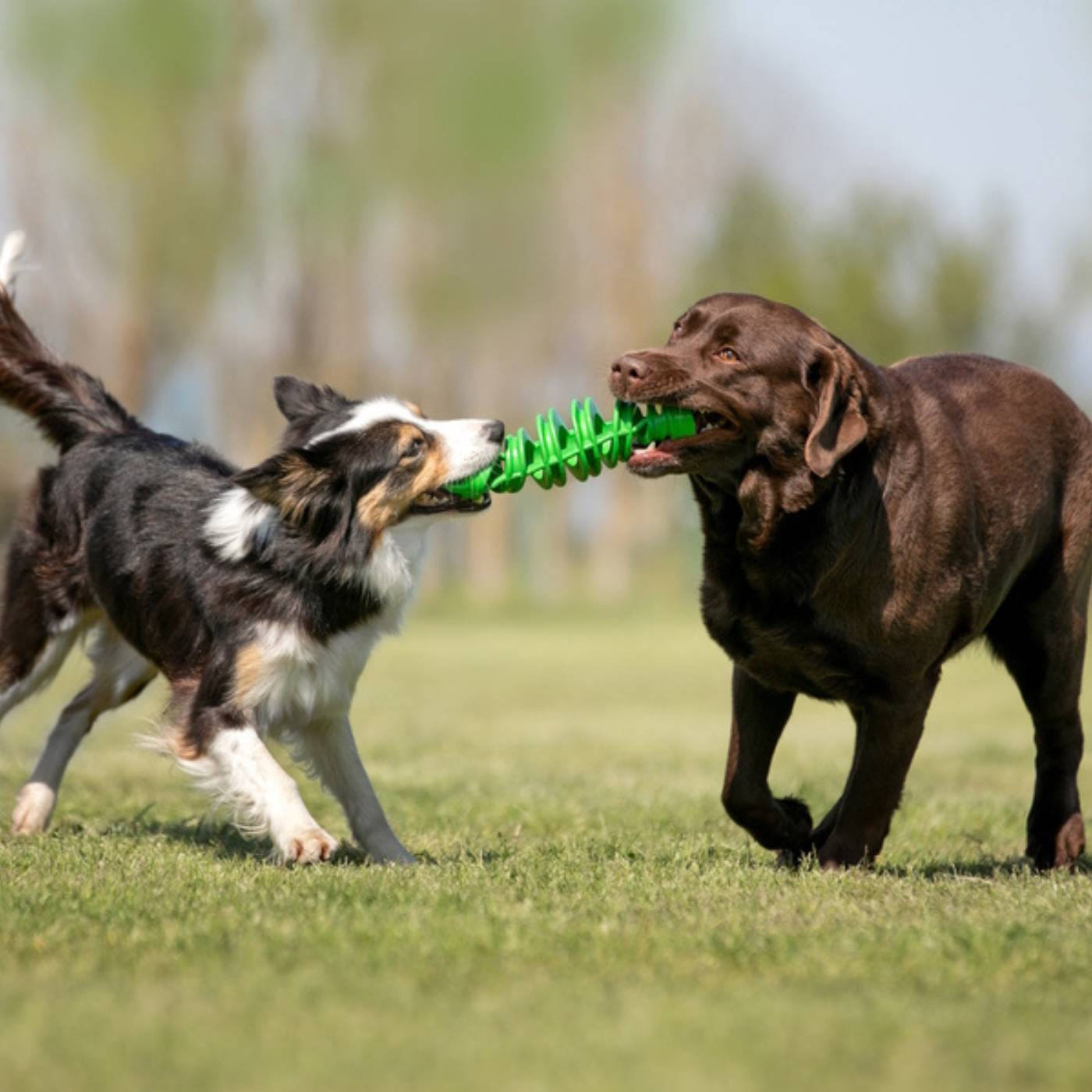 Bama Pet Tira & Molla Gioco per Cani