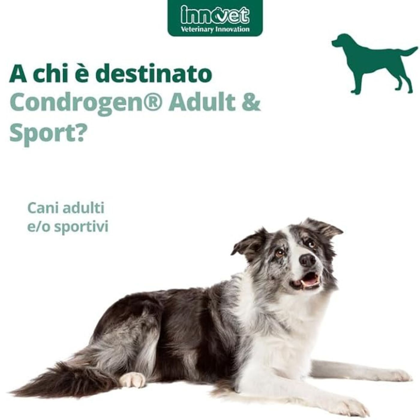 Condrogen Adult & Sport per Cani Stick Innovet