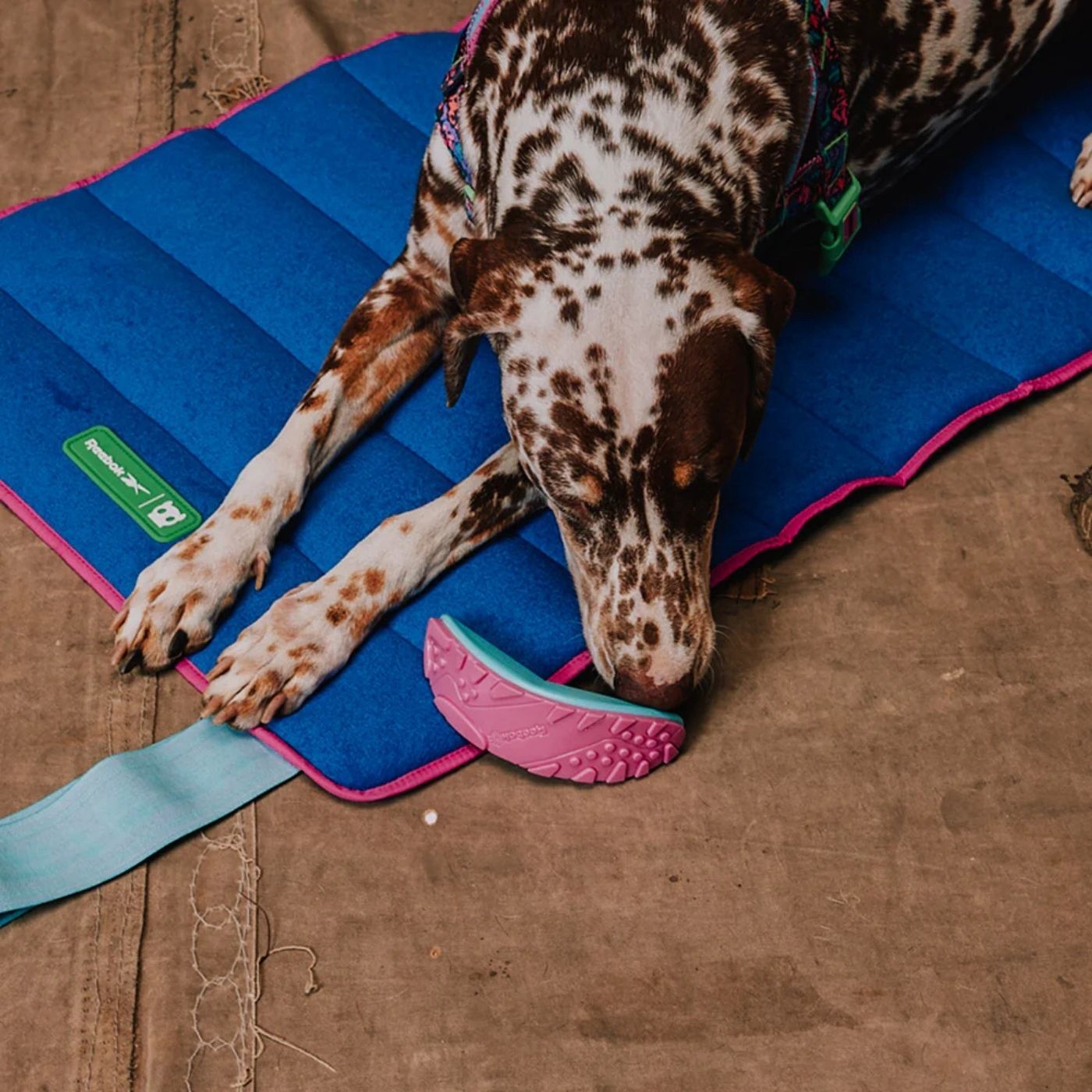 Zee.Dog Gioco per Cani in Nylon Boomerang Reebok Aerobic