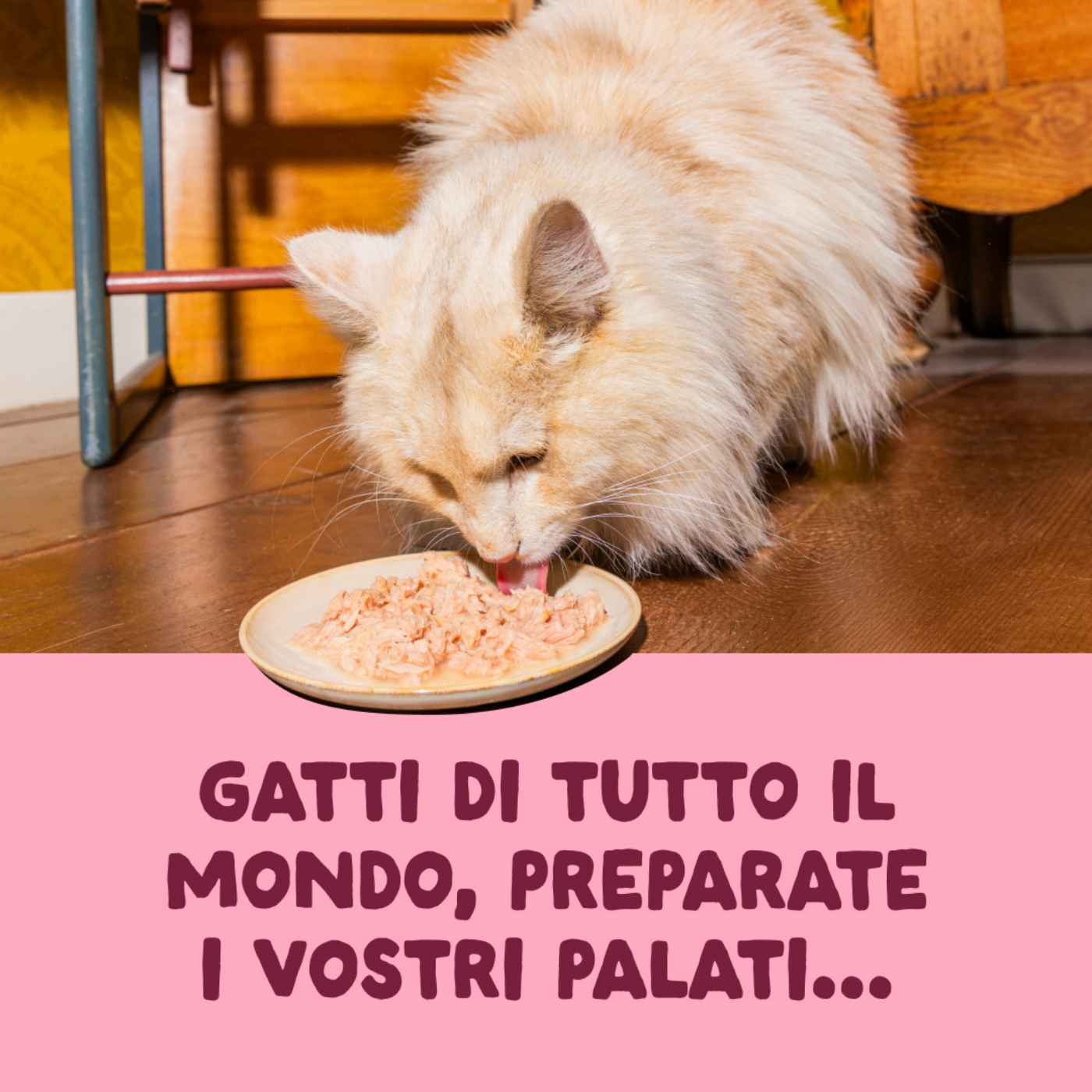 Edgard & Cooper Sfilaccetti per Gatti Adulti Pollo con Gamberetti in Brodo di Pollo 70 Gr.