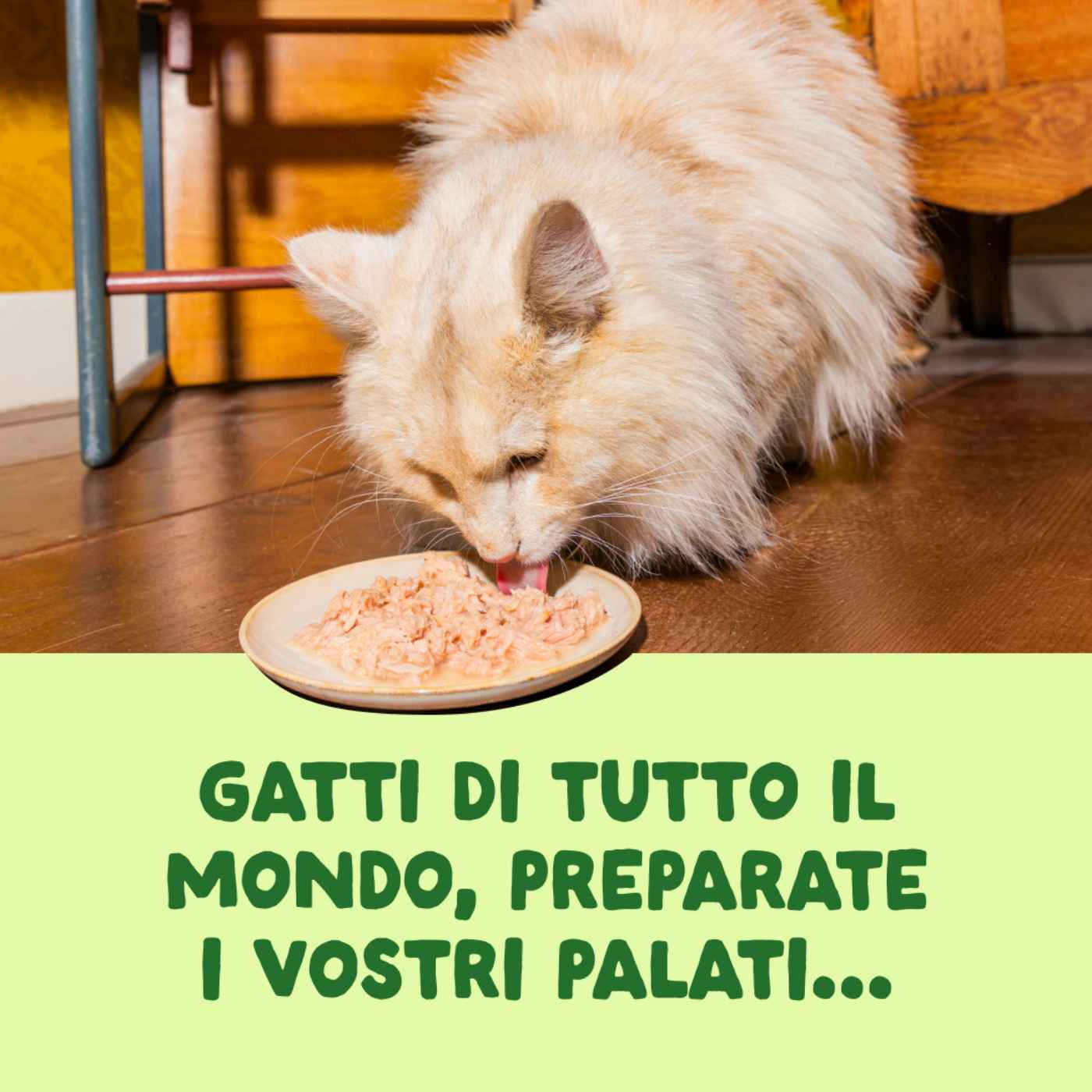 Edgard & Cooper Sfilaccetti per Gatti Adulti Sgombro Fresco Naturale in Brodo di Pesce 70 g