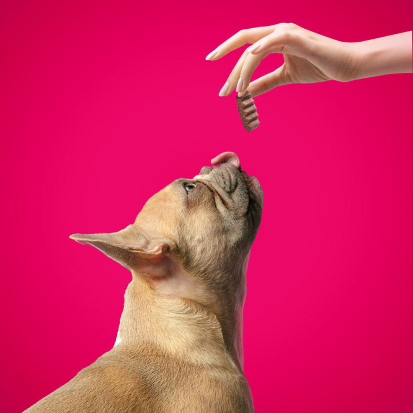 DoggyeBag I Morbidosi Snack Morbidi e Divisibili con Maiale per Cani 90 g