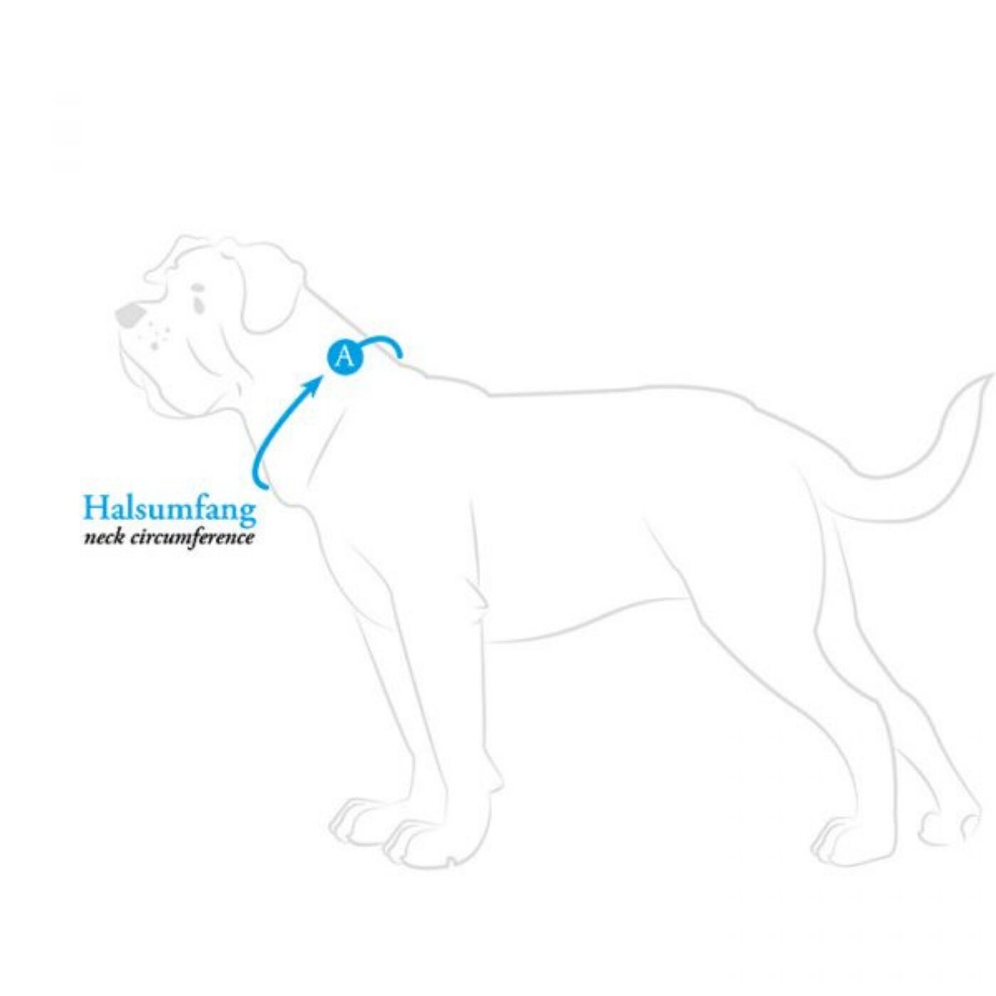 Hunter Collare per Cani London VB Azzurro - Circonferenza collo