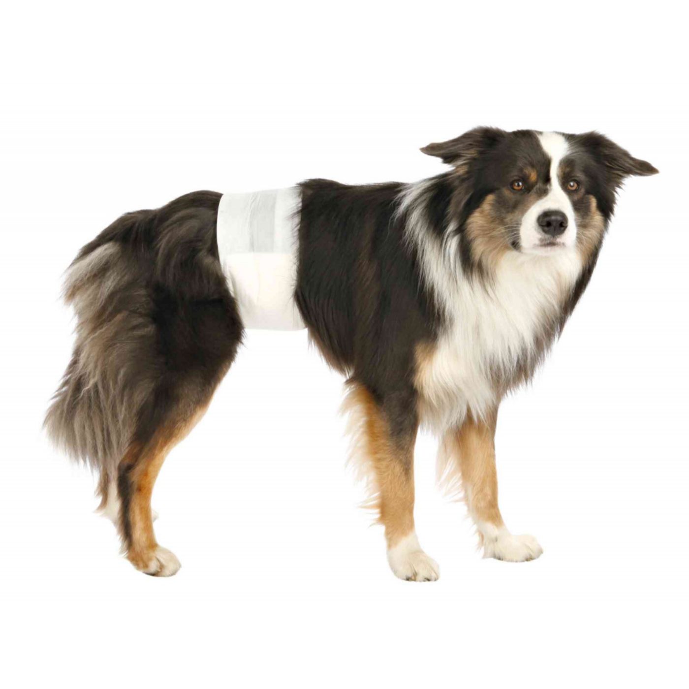 Trixie Pannolini a Fascia per Cani Maschi - Utilizzo
