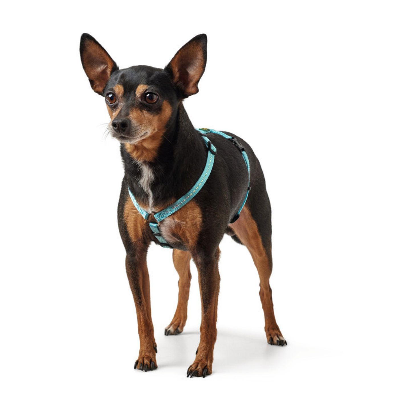 Hunter Pettorina Tripoli in Nylon per Cani Azzurro - Vestibilità