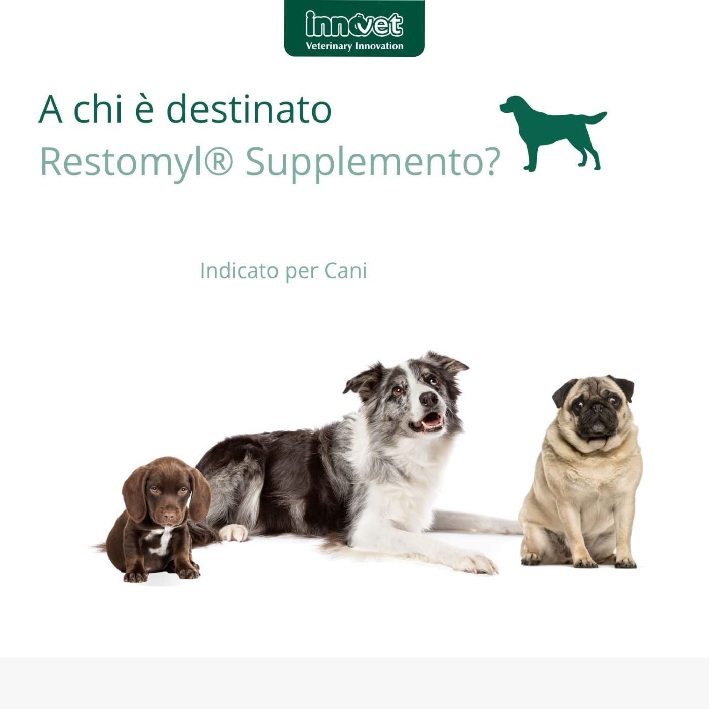 Innovet Restomil® Supplemento - Cane 60g per Cani