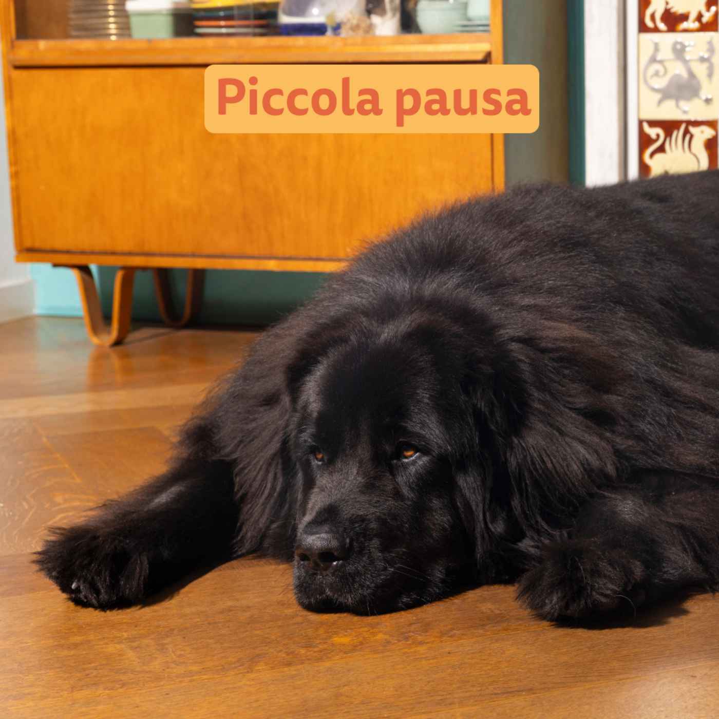 Edgard & Cooper Pollo Ruspante Grain Free per Cani Adulti