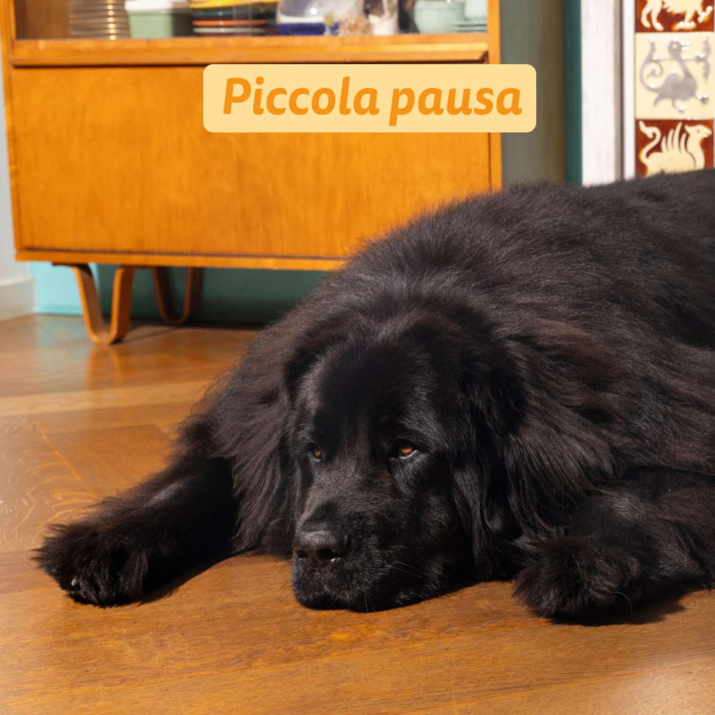 Edgard & Cooper Crocchette Vegetali per Cani Adulti Carote e Zucchine Croccanti